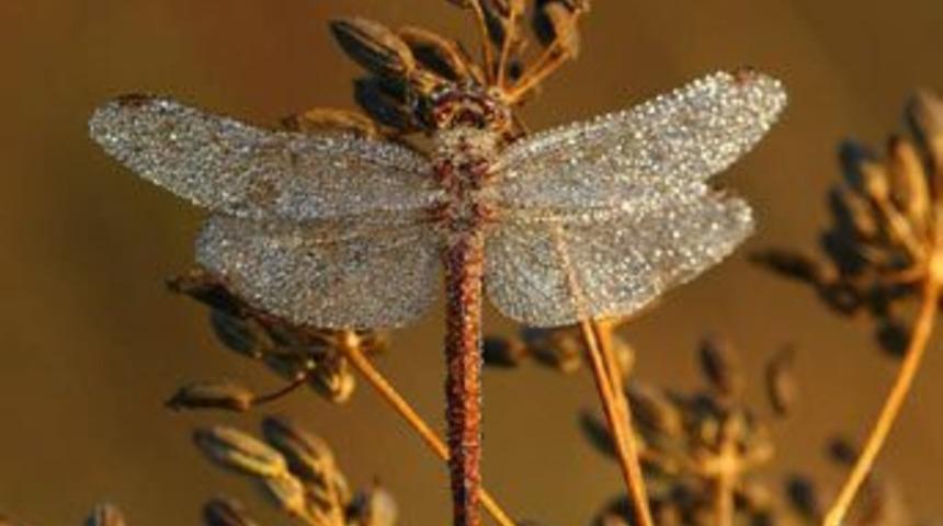 Hayvanların inanılmaz anları