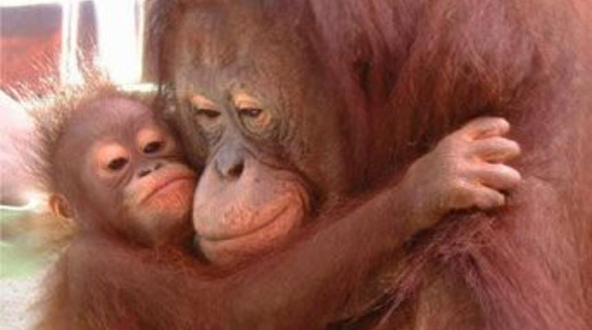 'Maymun yapan gen' bulundu