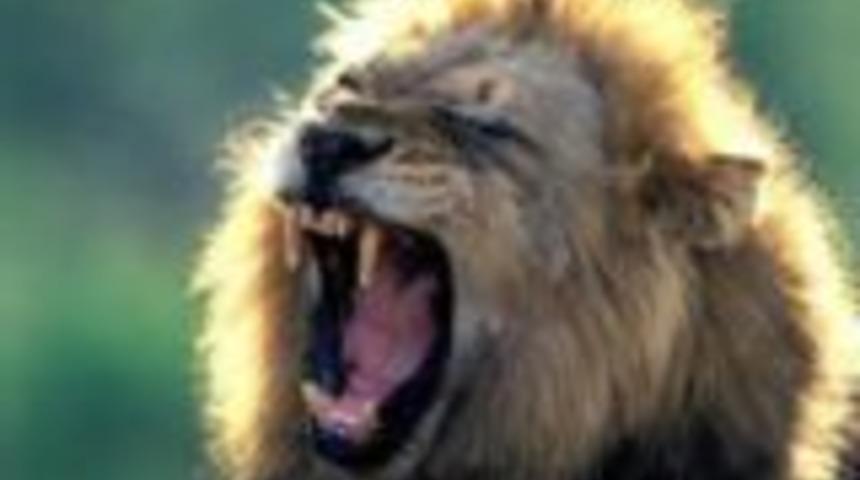 Kadın, aslanla boğuştu