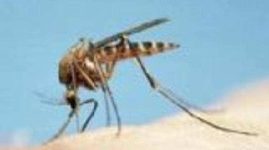 Dişi sivrisinekler insanları yavruları i&ccedil;in ısırıyor