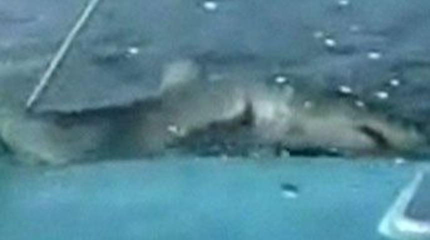 K&ouml;pekbalığı yolunu şaşırırsa...