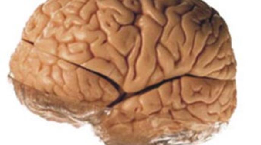 Beyninizin hangi tarafı daha çok gelişmiş?