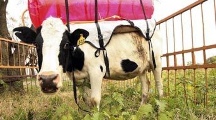 Bu inek d&uuml;nyayı kurtaracak