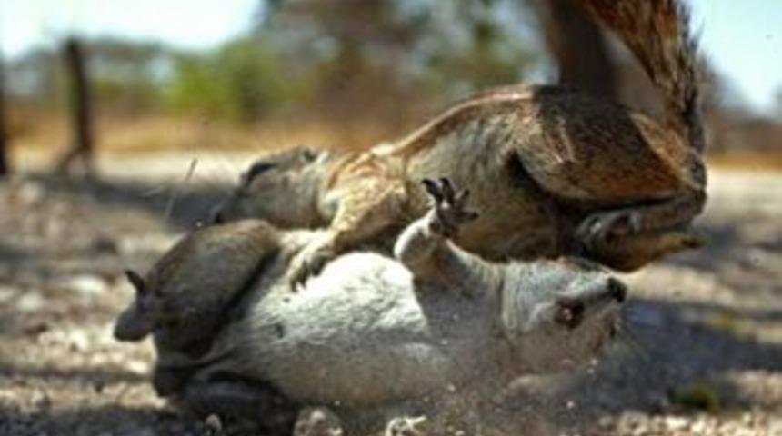 Sincaplardan Kung Fu şov