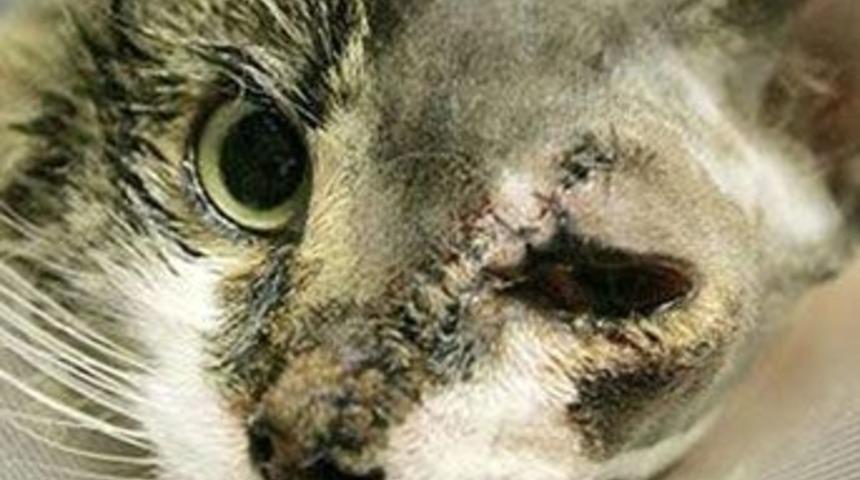 Kediye estetik ameliyat