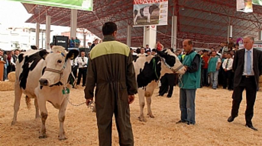 İnekler podyuma &ccedil;ıktı