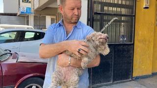 Ankara'da pitbull dehşeti! Terrier cinsi köpeğe saldırdı
