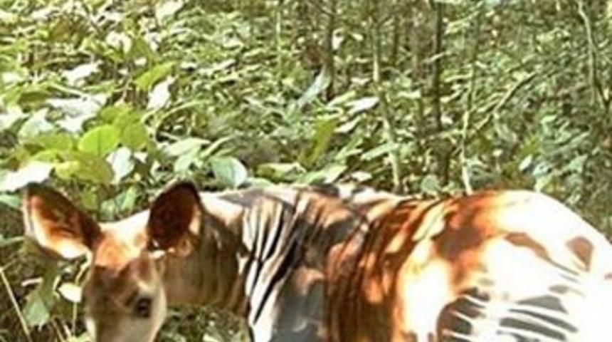 50 yıl sonra ilk kez g&ouml;r&uuml;nt&uuml;lendi