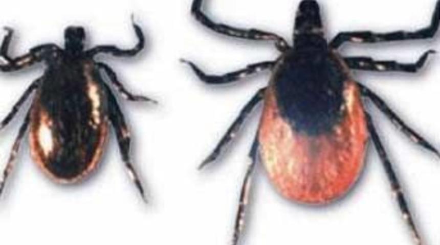 Keneler kışında tehlikeli olacak