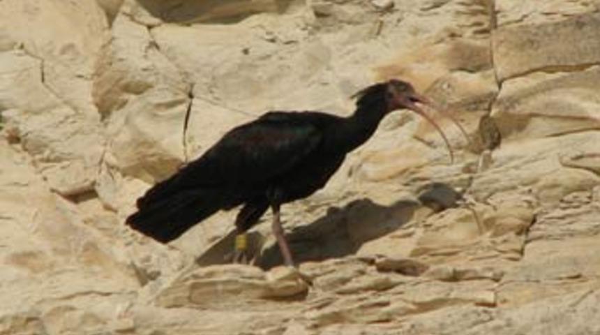 18 yıl aradan sonra iki kelaynak g&ouml;&ccedil;ten d&ouml;nd&uuml;