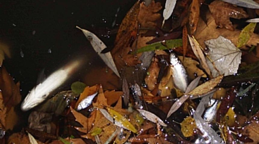 Ara&ccedil; &ccedil;ayında binlerce balık karaya vurdu 