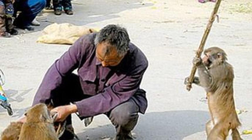 Maymunun &ccedil;ıldırdığı an!