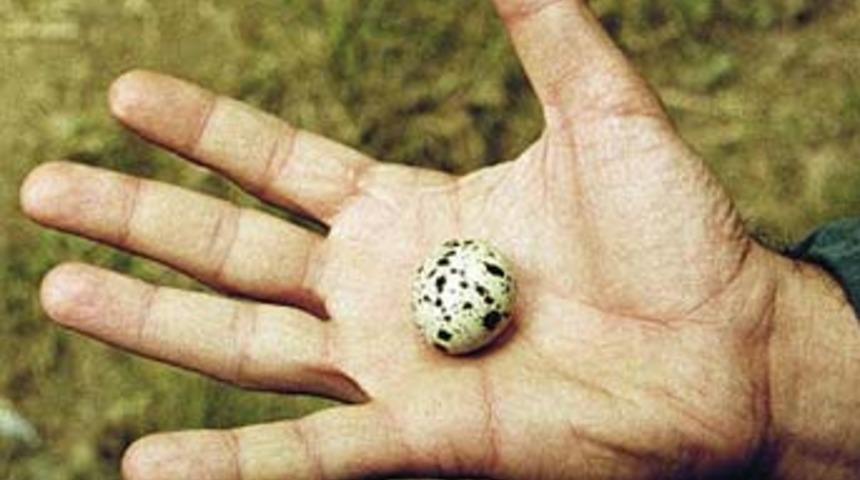 'Yumurta'ya &ouml;d&uuml;l tepkisi