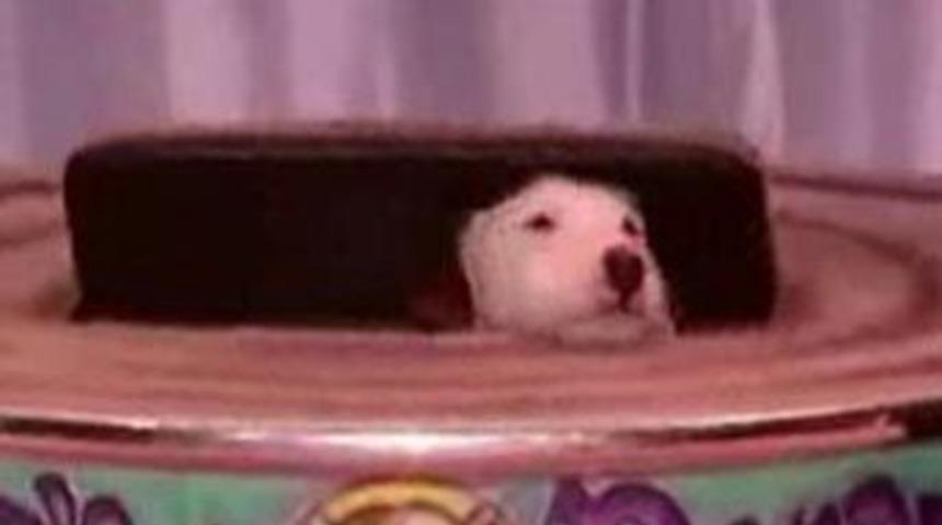 Bu k&ouml;pekler &ccedil;ok komik