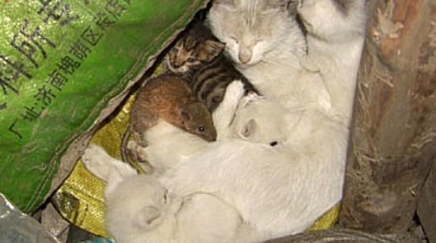 Fareyi yavrularından ayırt etmeyen kedi