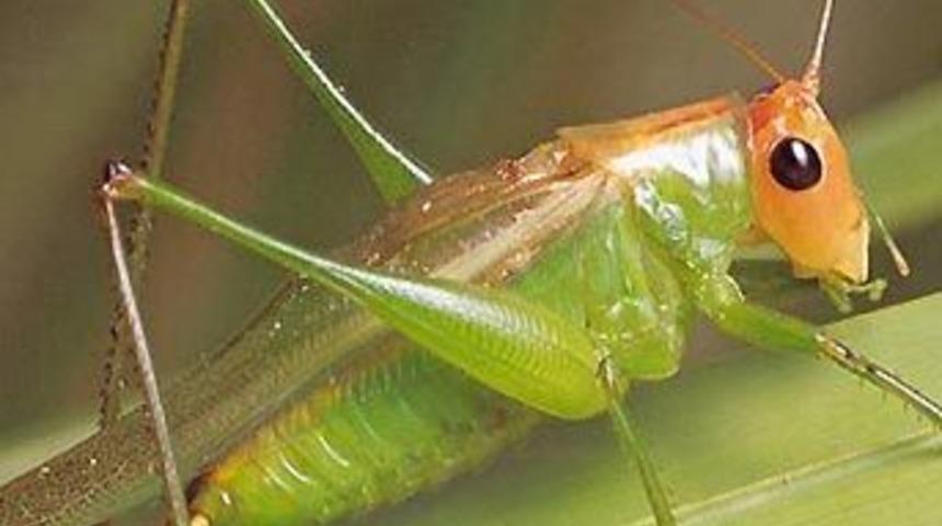 &Ccedil;ekirgeler canavara d&ouml;n&uuml;şebilir