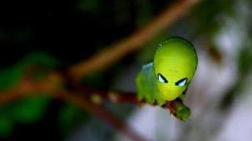 Yoksa bunlar uzaylı mı?