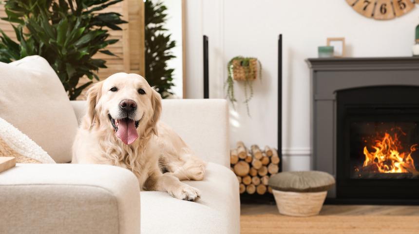 Bu fotoğraflardan köpeklerin cinsini tahmin edebilecek misin?