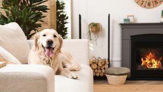 Bu fotoğraflardan köpeklerin cinsini tahmin edebilecek misin?