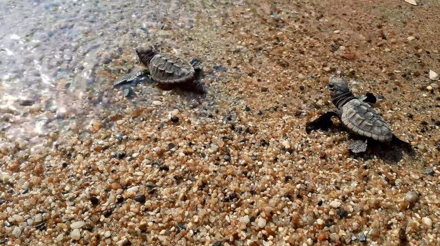 Kuşadası’nda 33 caretta caretta yavrusu denizle buluştu