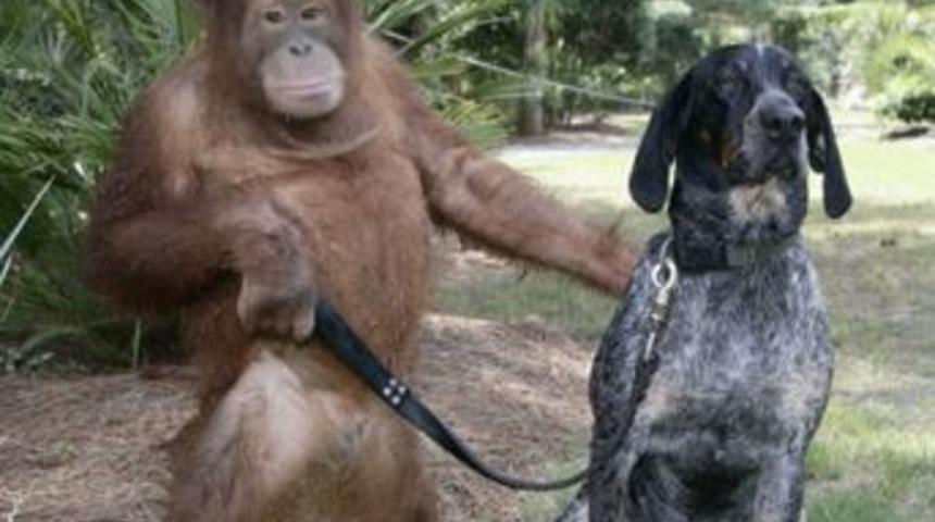 Bu ilişkide ipler orangutanın elinde!