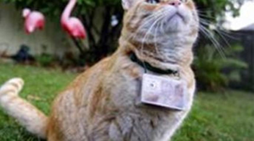 Bu kedi fare yakalamıyor, fotoğraf &ccedil;ekiyor!