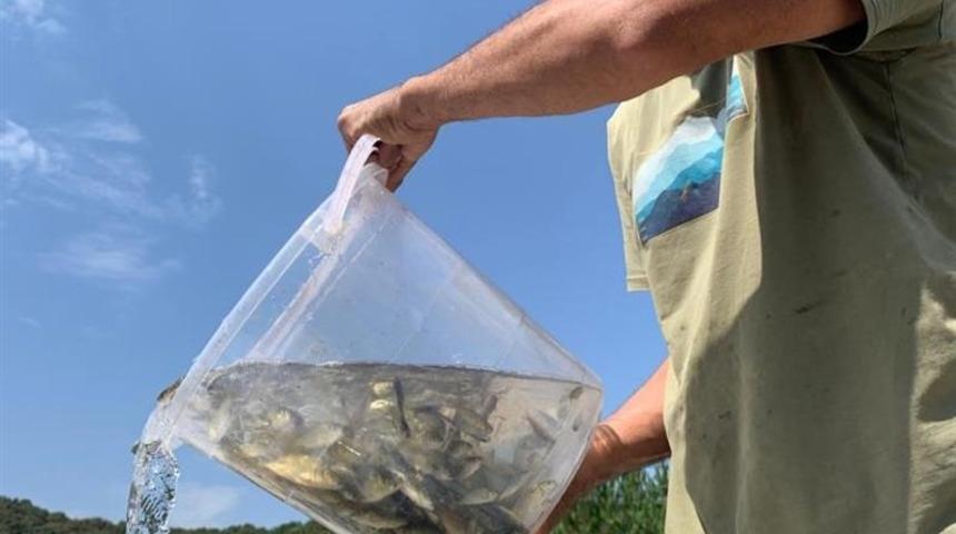 Bolu’dan Sakarya’ya 400 bin yavru pullu sazan balığı gönderildi