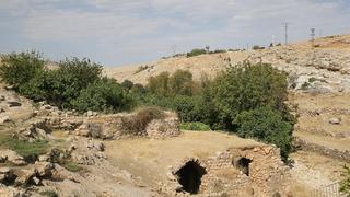 Mardin'deki Gurs Vadisi'nde taze incir mesaisi
