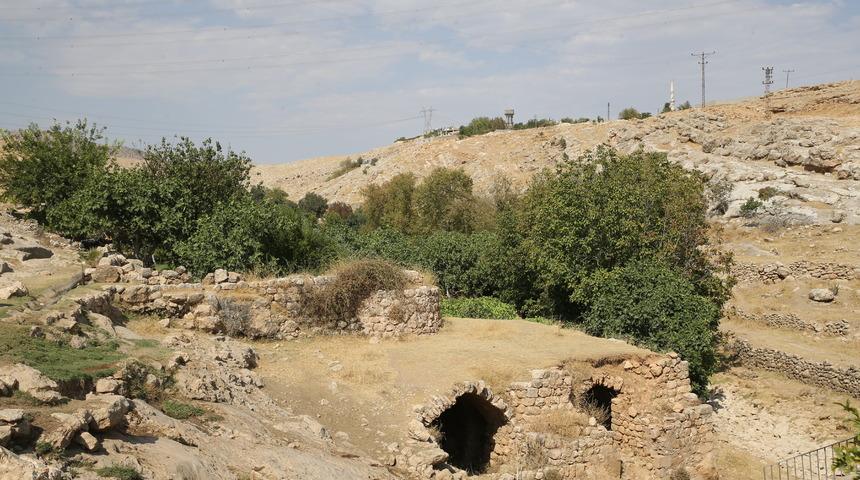 Mardin'deki Gurs Vadisi'nde taze incir mesaisi