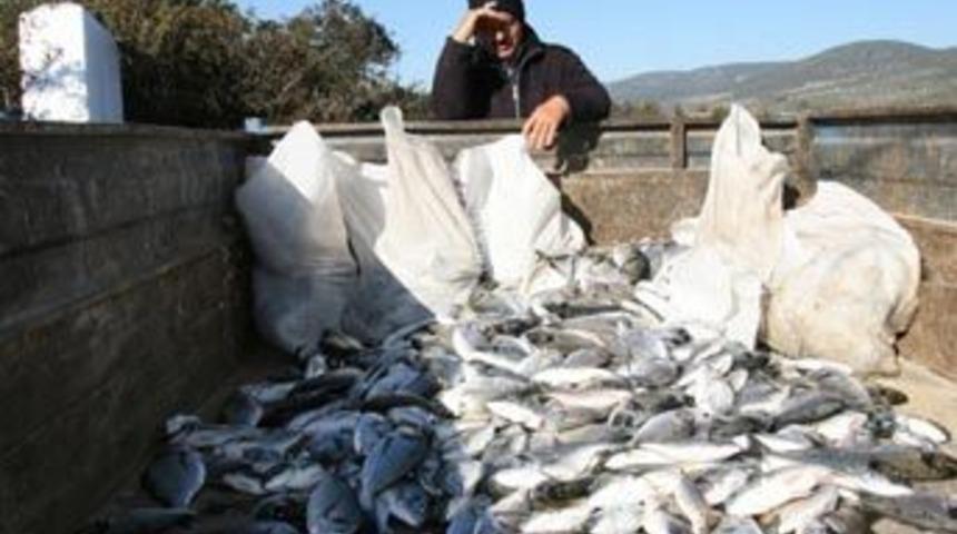 "&Ccedil;ipuralar şoktan &ouml;ld&uuml;"