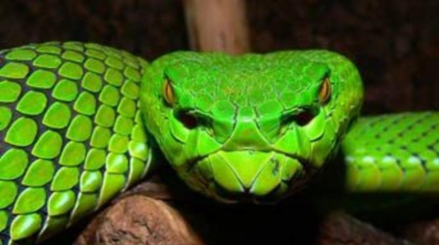 Yeni canlılar keşfedildi