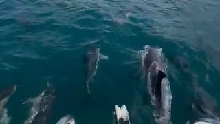 Yunusların tekneyle yarışı şaşırttı! İlk kez bu kadar çok yunusu bir arada görüyorum