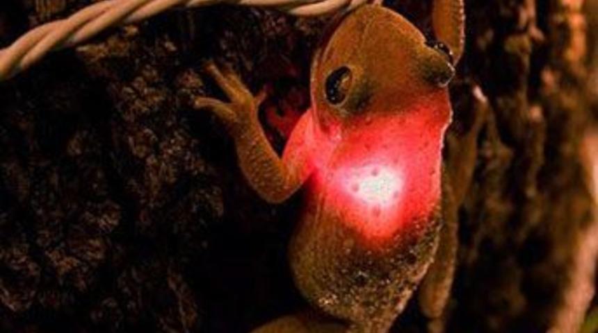 Bu kurbağaya ne oldu?