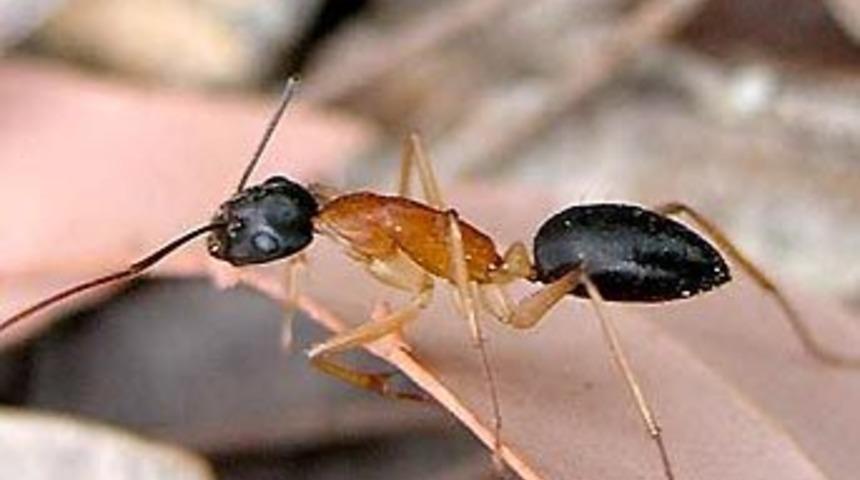 Karıncalar yuvalarında konuşuyormuş