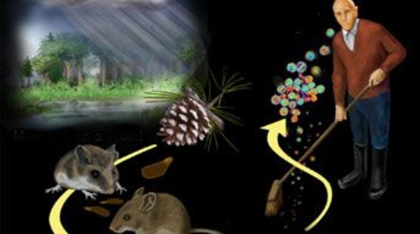 Hanta bir can daha aldı