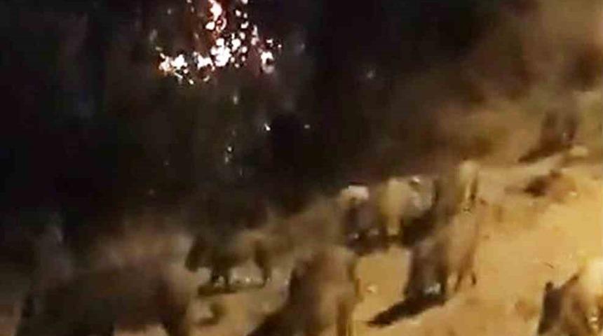 Tatil cennetinde domuzların rahatlığı