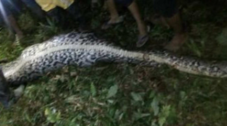 İşe gitmek için evinden çıktı bir daha kimse onu göremedi! Bütün halinde 7 metrelik yılanın midesinden çıktı