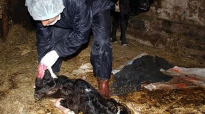 Buzağı beyni dışarıda doğdu