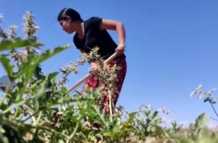 Köyün 'hanımağası' Helin Ekici tıp öğrencisi oldu! Tarlada erkeklere taş çıkartıyor G2