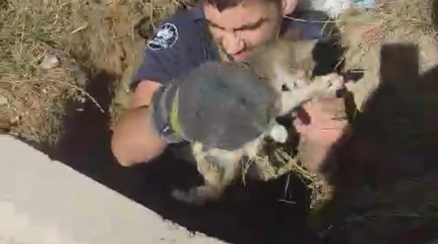 Elazığ’da kuyuya düşen yavru kediyi itfaiye ekipleri kurtardı