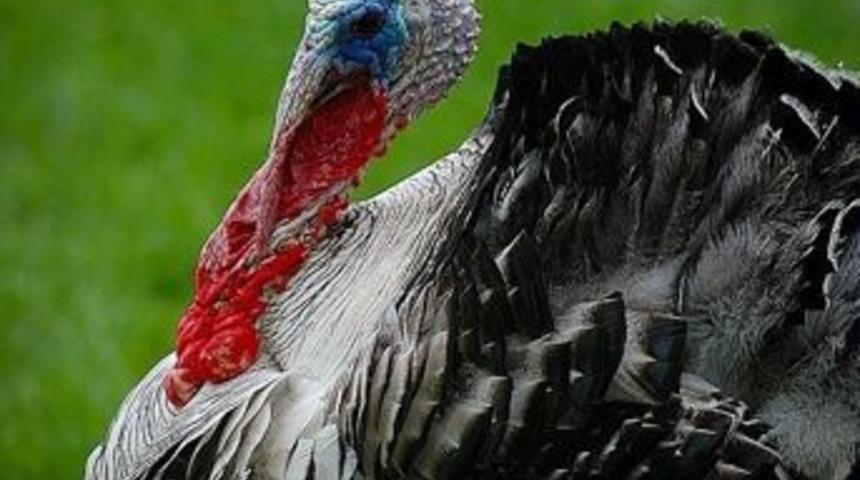 Hindininki can değil mi?