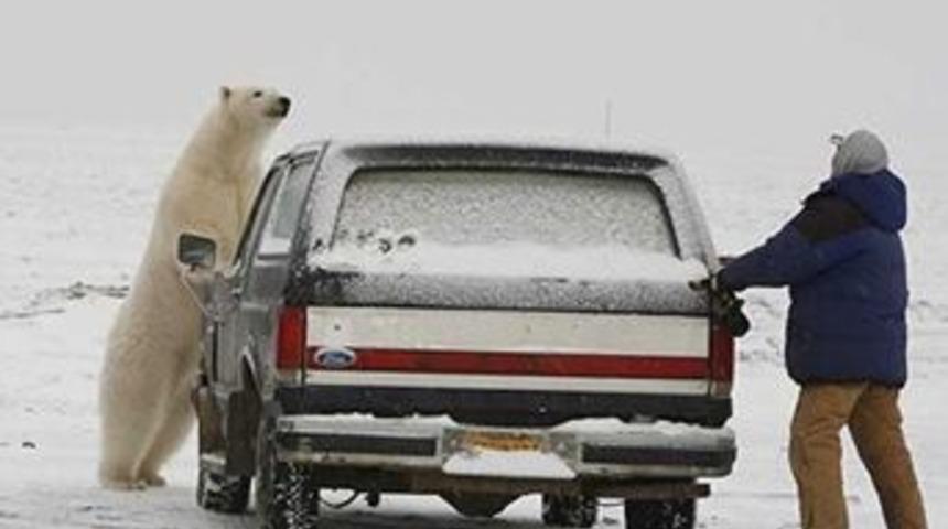 &Ouml;l&uuml;m beyaz bir kutup ayısı!