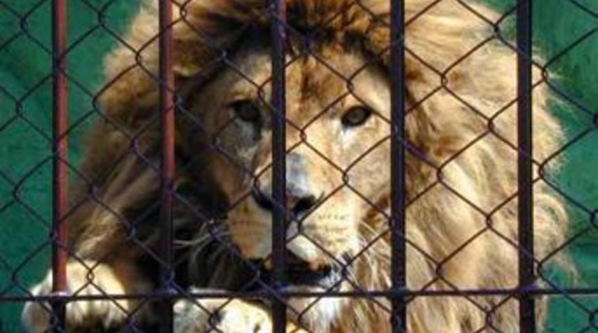 &Ccedil;ete &uuml;yesine ''aslanlı sorgu''