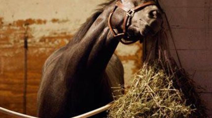 Yarışların farklı d&uuml;nyası