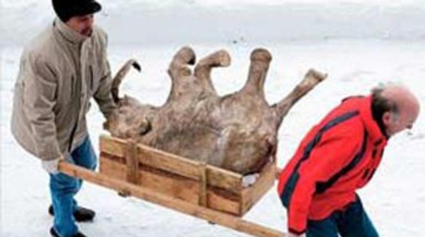 42 bin yıllık s&uuml;t