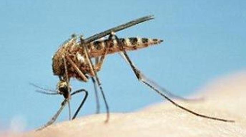 Sivrisinek 18 ay uzayda yaşadı...