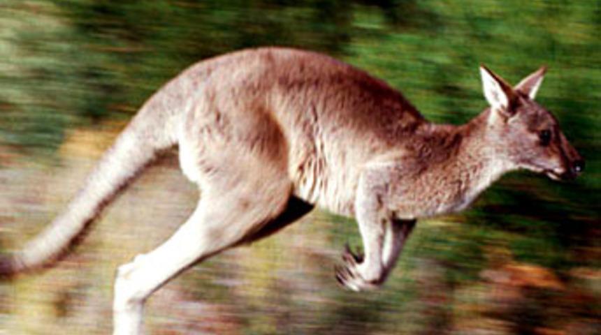 Kangurunun tecav&uuml;z&uuml;ne uğradı