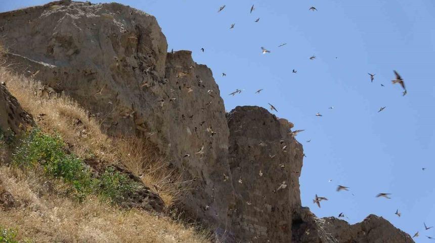 Van&rsquo;ın Dilkaya Tepesi binlerce kırlangıca yuva oldu