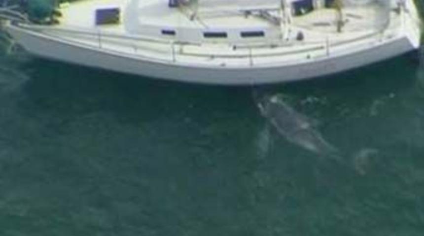 Yavru balina Colin uyutulacak