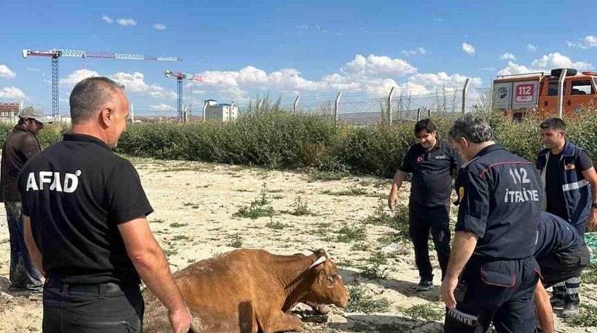 Kars’ta su göletine düşen büyükbaş hayvan kurtarıldı